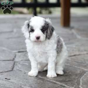 Reed, Cavapoo Puppy